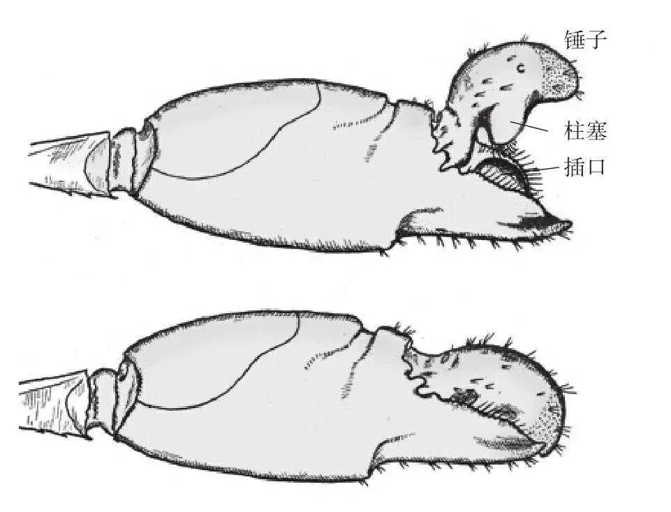 枪虾是什么动物？为何中美均对其仿生研究？