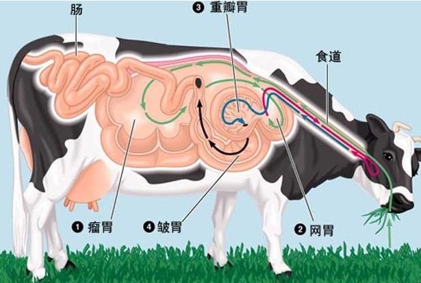 一只牛有多少个胃