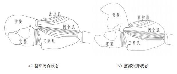 枪虾是什么动物？为何中美均对其仿生研究？