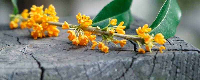 桂花12月发芽正常吗